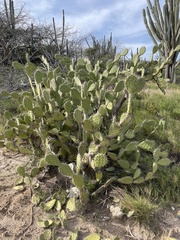 Opuntia caracassana