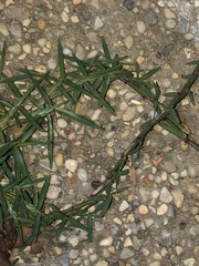 Eremochloa ophiuroides