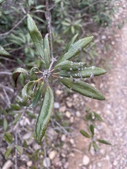 Comarostaphylis