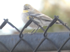 Setophaga coronata coronata × auduboni