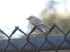 Setophaga coronata coronata × auduboni