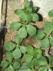 Sherardia arvensis