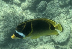 Chaetodon lunula