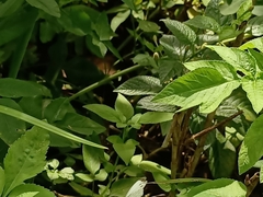 Leptosia nina