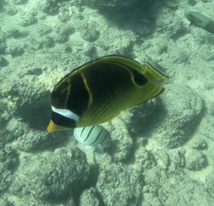 Chaetodon lunula