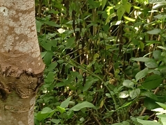 Leptosia nina