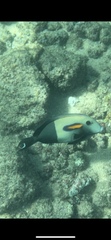 Acanthurus olivaceus