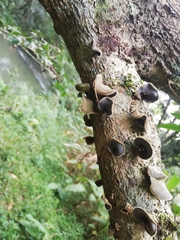 Auricularia nigricans