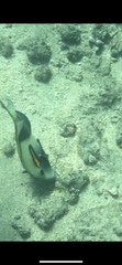 Acanthurus olivaceus