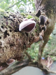 Auricularia nigricans