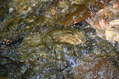 Mannophryne trinitatis