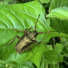 Pyrodes nitidus