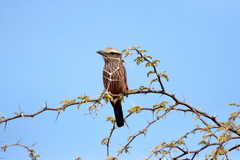 Coracias naevius mosambicus