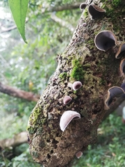 Auricularia nigricans