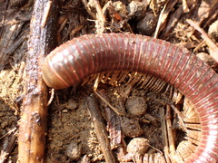 Tylobolus castaneus
