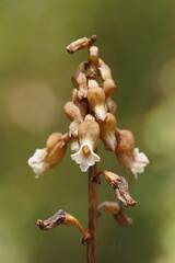 Gastrodia procera