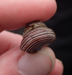 Calliostoma