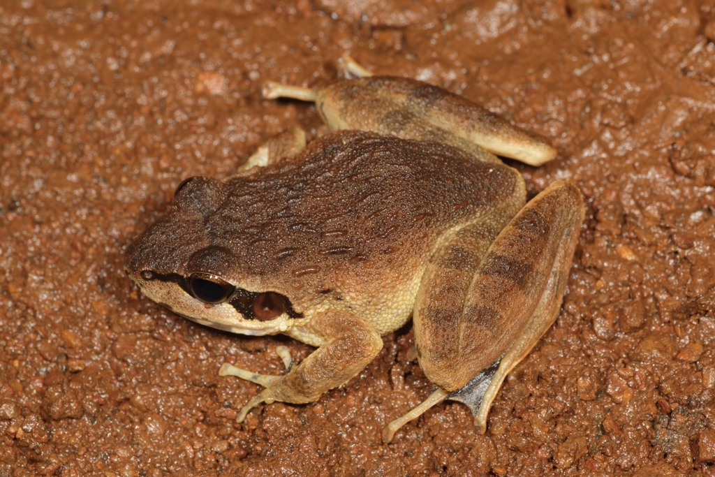 Dubois's Leaping Frog