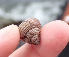 Calliostoma