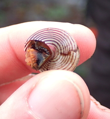Calliostoma