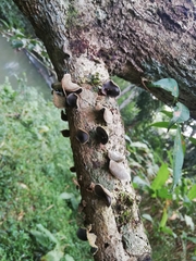 Auricularia nigricans