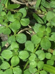 Sherardia arvensis