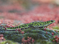 Southern Marbled Newt photo 1