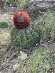 Melocactus stramineus