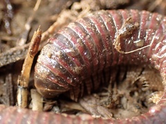 Tylobolus castaneus