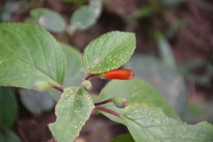 Kohleria