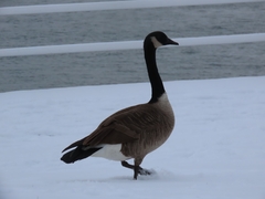 Branta canadensis
