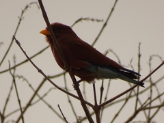 Eurystomus glaucurus