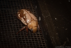 Anoplognathus concolor