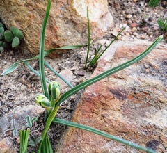 Albuca suaveolens