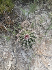 Melocactus curvispinus