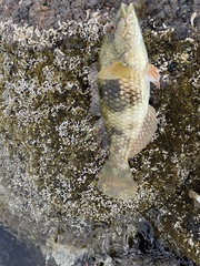 Notolabrus tetricus