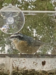 Sitta canadensis