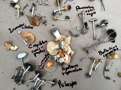 Bolbitius coprophilus