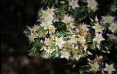 Calytrix depressa