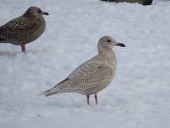 Larus glaucoides