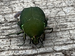 Cotinis mutabilis typica