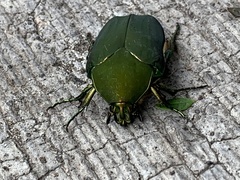 Cotinis mutabilis typica