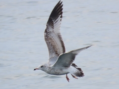 Larus delawarensis