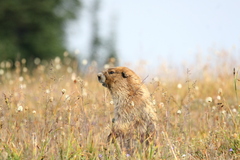 Marmota olympus