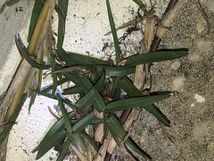 Stenotaphrum secundatum