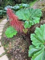 Gunnera insignis