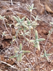 Monardella hypoleuca lanata