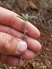 Monardella hypoleuca lanata