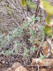 Monardella hypoleuca lanata