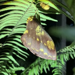 Citheronia phoronea